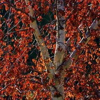 Red Birch (@trentonianred) 's Twitter Profile