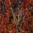 Red Birch