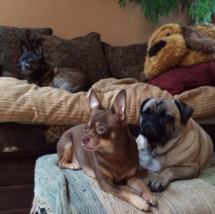 petastical's profile picture. Pawsitively Petastic, LLC, Pet sitting & In-Boarding... Visit our website http://t.co/HJmobhH74e