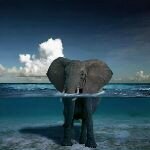 FrancoRobertoG's profile picture. Audaces fortuna iuvat