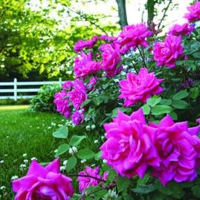 Providing over 25 years of quality lawn service to Southern New Jersey and Delaware!