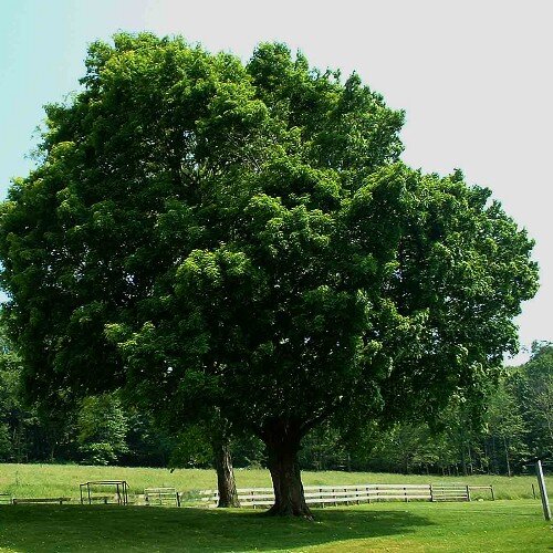 tree stuff. All day, erryday