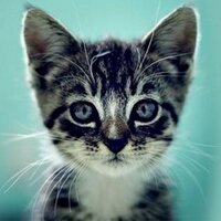 Cats and Kittens (@catsnkittys) 's Twitter Profile Photo