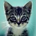 Cats and Kittens (@catsnkittys) Twitter profile photo