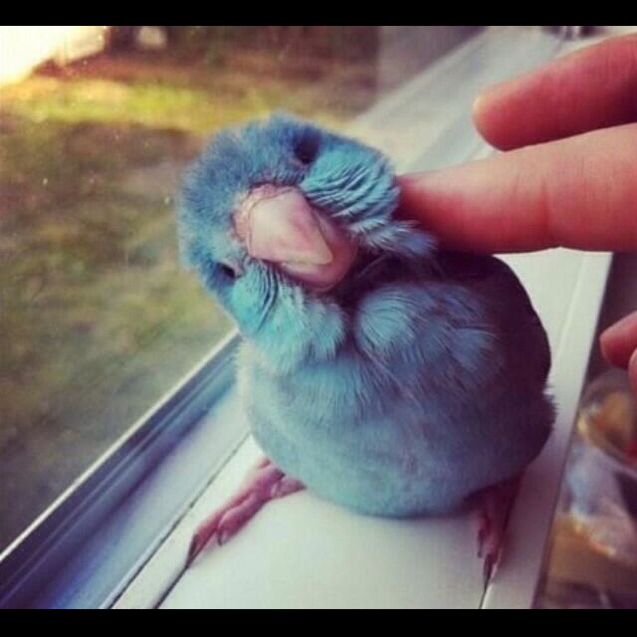 Cute animals are the key to a happy life
