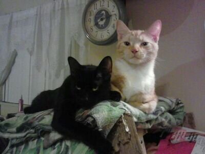 missy196985's profile picture. 