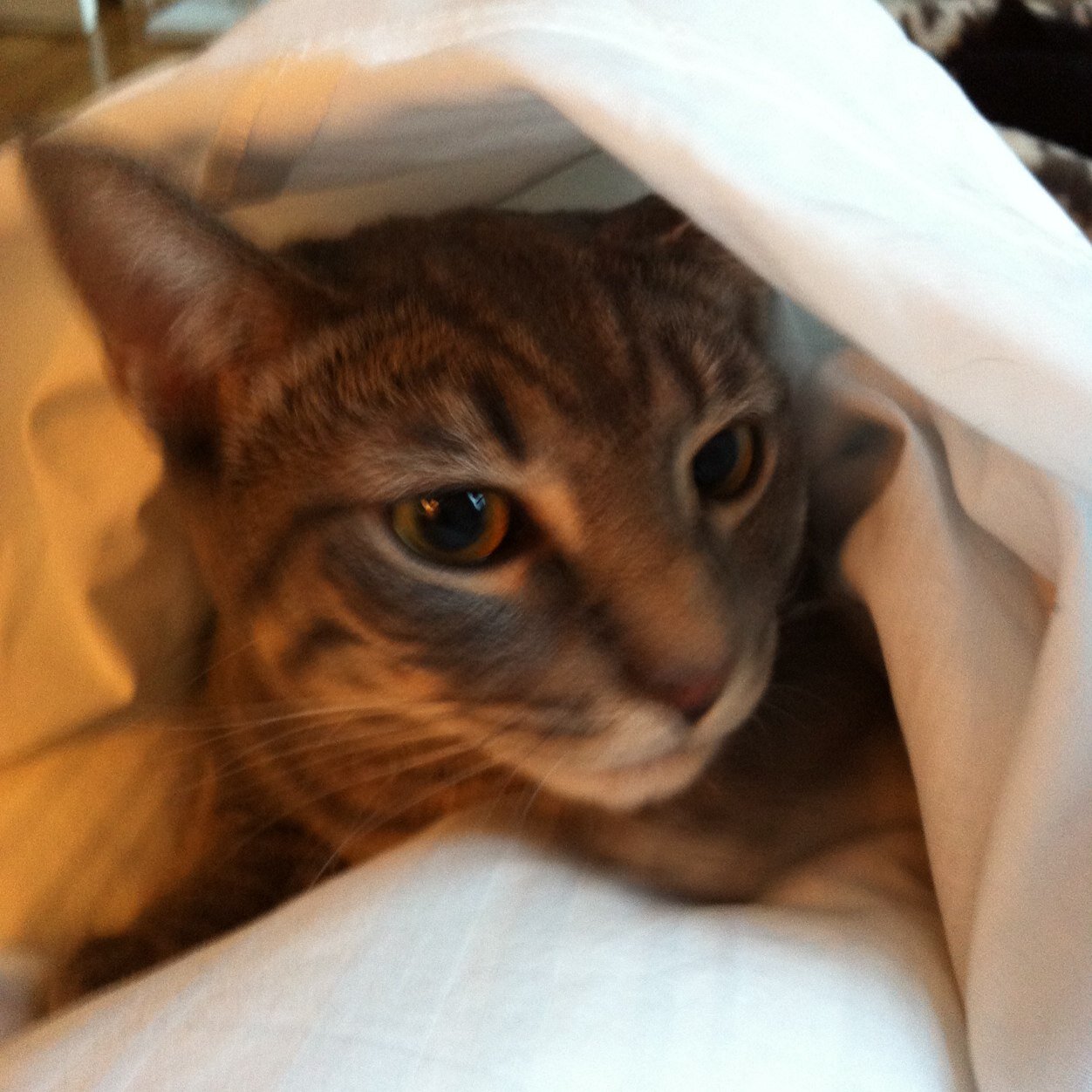 jacquel29600583's profile picture. 