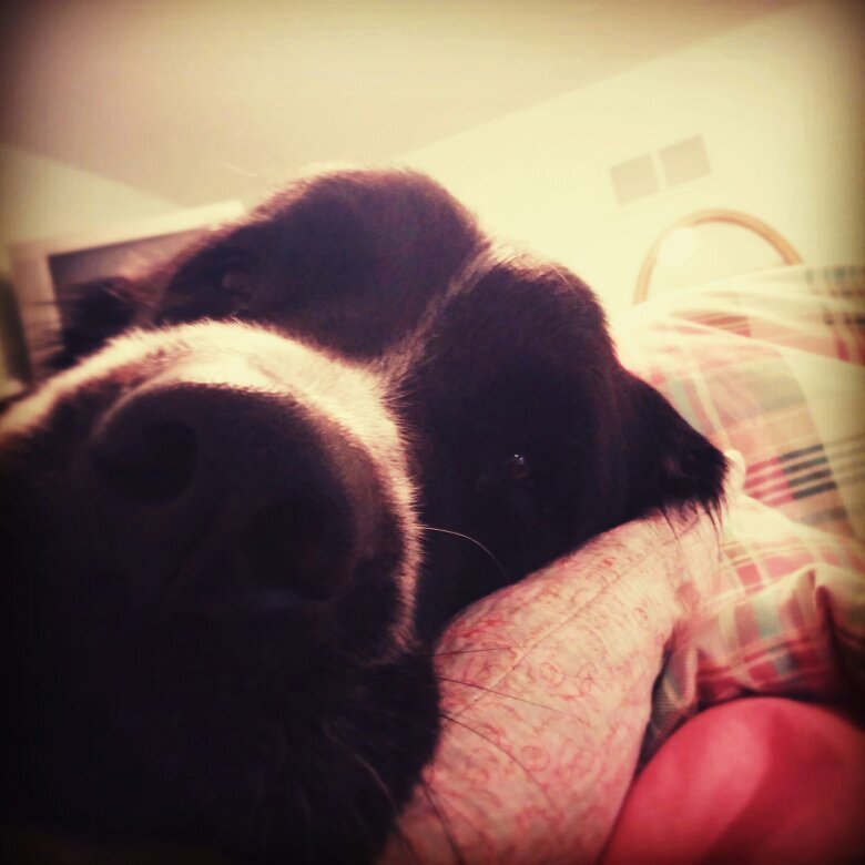 Loves Jesus, dogs, naps, Friends, friends, Breaking Bad, Call the Midwife, DWTS, The Walking Dead, and writing.