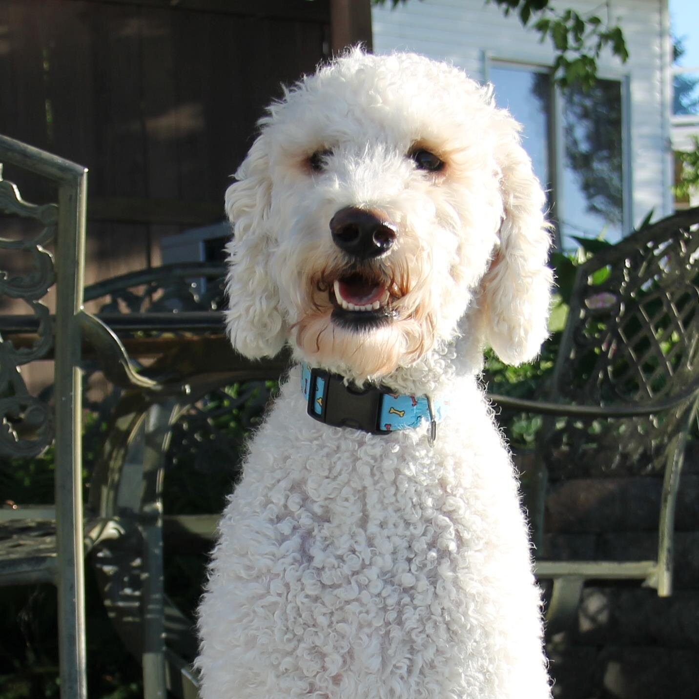 I am the first dog to ever really be a man in a dog's skin.  I like running, eating food I am not supposed to, and hanging with my crew.  I really dig long naps
