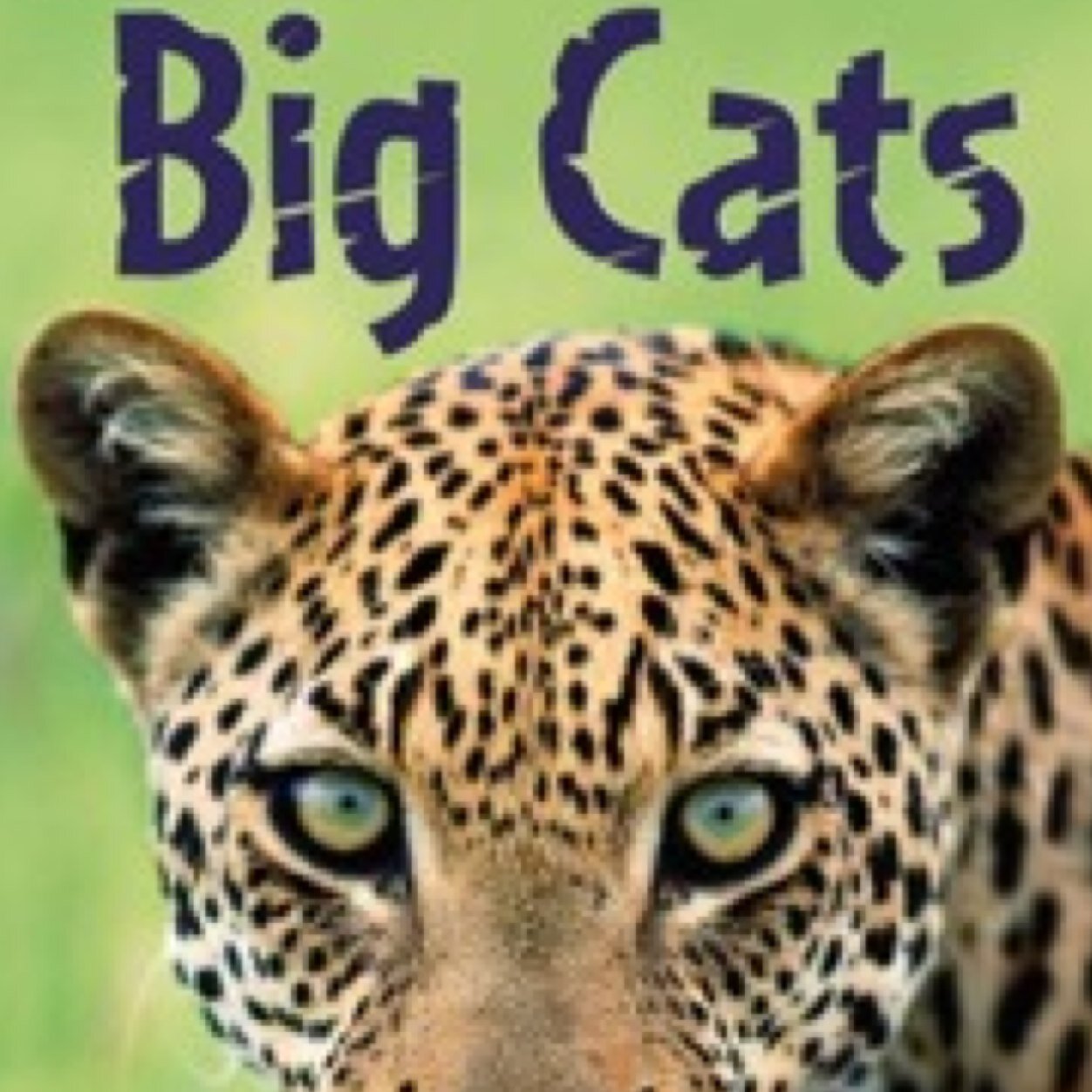 Nothing but the beautiful big cats in our world.