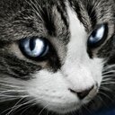 Misty Miller - @misty_wing - Twitter