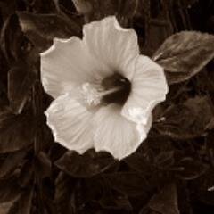 papachi5e's profile picture. Single dad, a daughter and a son. I love smell of bread baking. I want to enjoy a rich and varied diet.