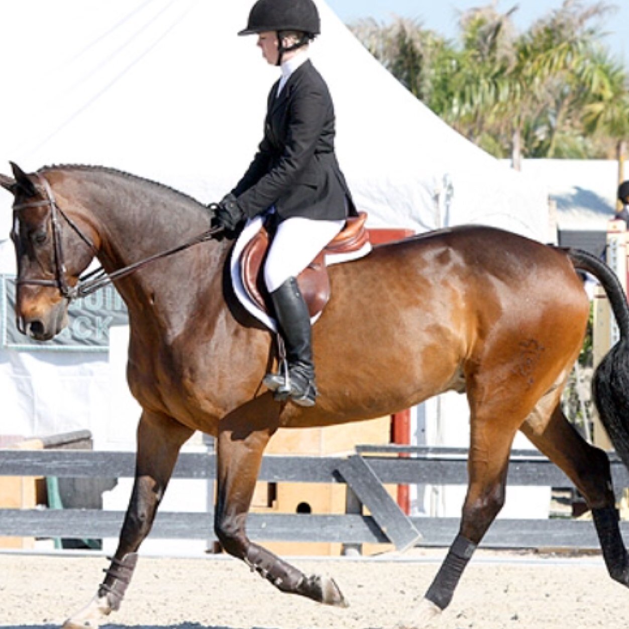 This is an anon twitter account dedicated to sharing news about Long Island equestrians. DM me to share any news! I'll be tweeting anything and everything.