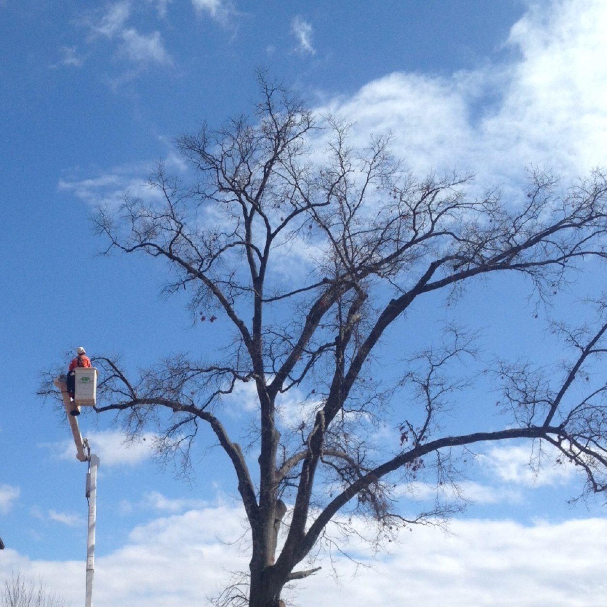 Tree and Lawn care Expert. Plant and lawn care professional. Expert in the outdoor landscape.  #richthearborist