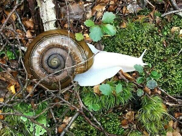 I'm a albino snail guys don't mess with me or I'll make you albino.