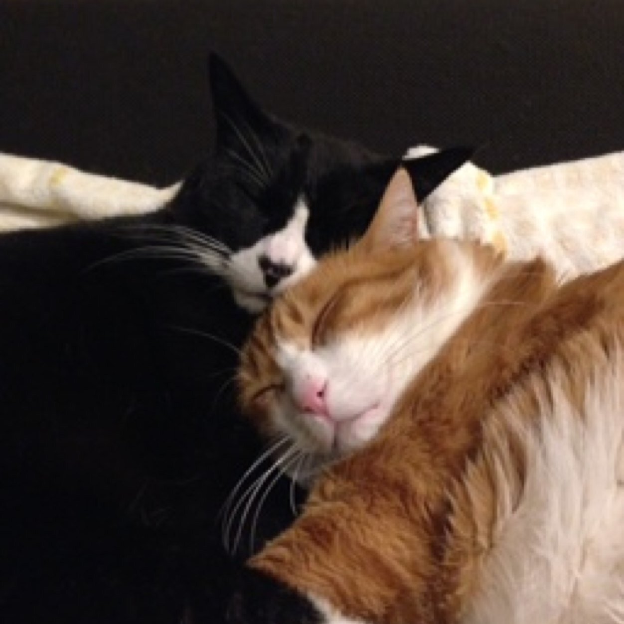 双子の愛猫とアウトドアフィットネスを愛してやまない男です( ^∇^)