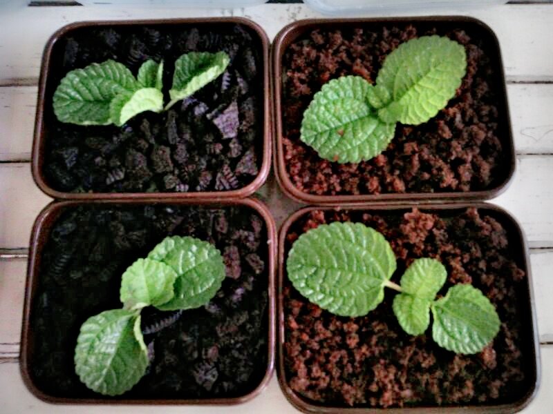 Penampilan boleh seperti bibit tanaman, tapi ini kombinasi pudding, brownies, dan chochips dengan sentuhan khas Indonesia. Owners : @sellaharyanti @johanalanna