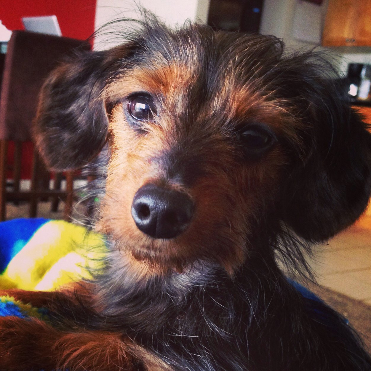Fritz is running for Congress in #AZ07. Life long resident of Arizona endorsed by @kristieobrienaz. Donations to Dachshund rescue. #FritzOutFront