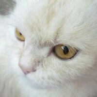 MZeneiba (@zenei15) 's Twitter Profile