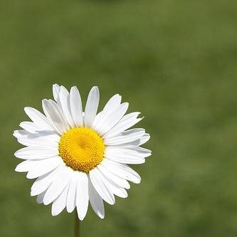 You are all such cute little flowers!!!!!! (my name is lily but i am a daisy you see)