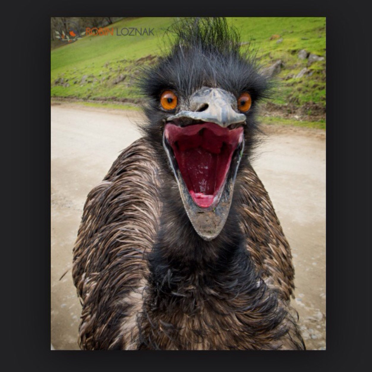 Emus are the best