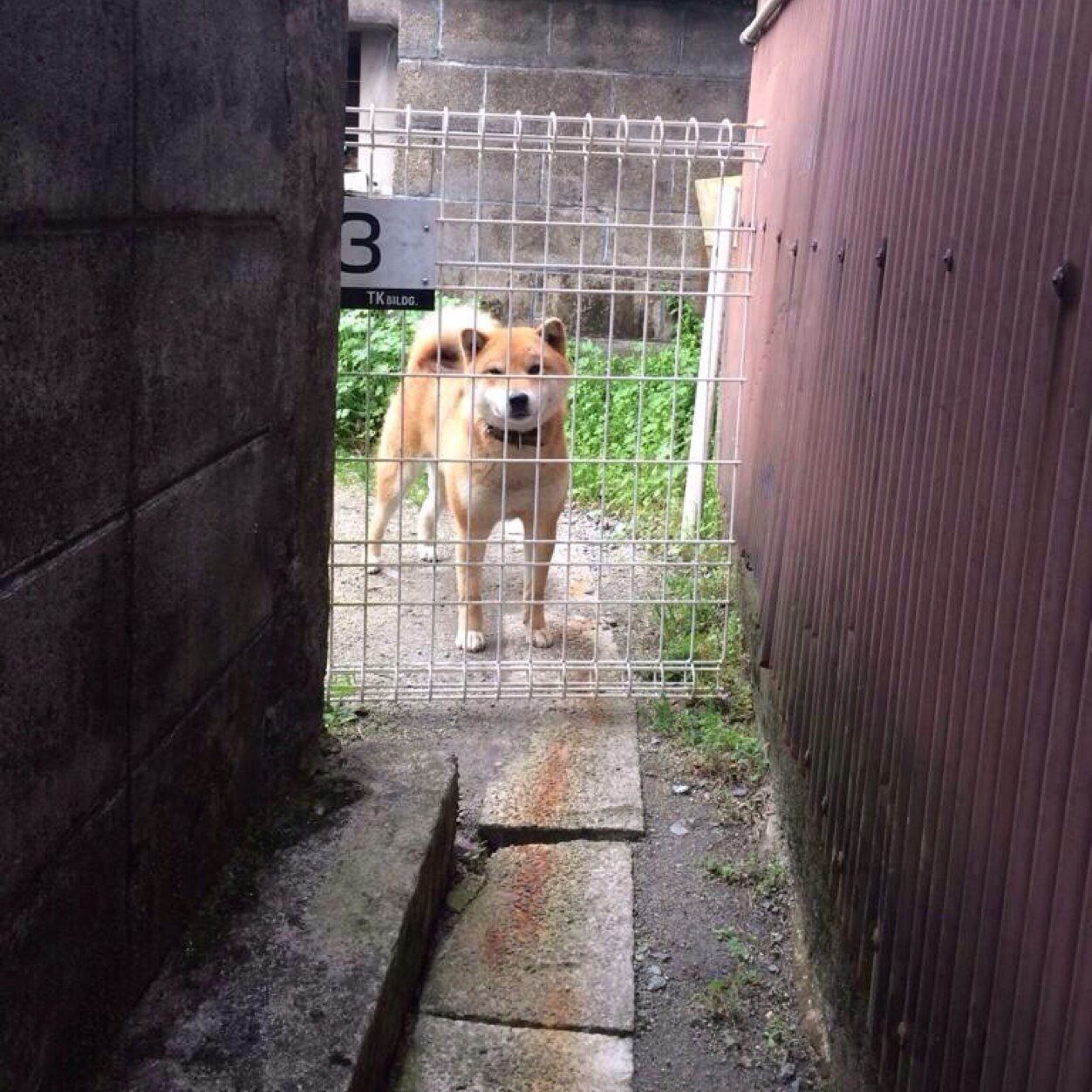 よーだエマ