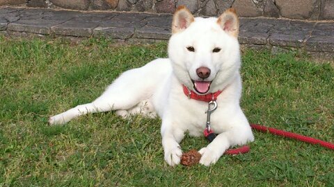 リカです。柴犬大好き。
仕事…毎日、大量の荷物と闘っています💪トラック🚚

背景は宍道湖の夕日です🌄

山陰より小池都知事を強力に応援しています。大阪出身。