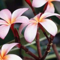 bindu shajan (@bshajan) 's Twitter Profile