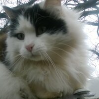 Daisy Boo (@daisyfluffyboo) 's Twitter Profile