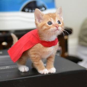 Meow I am a well behaved kitten...Sometimes I am a bad boy but aren´t we all? Come and play with me! @TeenIsles adopted me. Don´t be afraid, I am friendly |20+|
