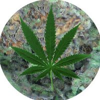 Weed Tweets (@stayhightho) 's Twitter Profile Photo Weed Tweets (@stayhightho) 's Twitter Profile Photo