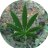 StayHighTho's profile image