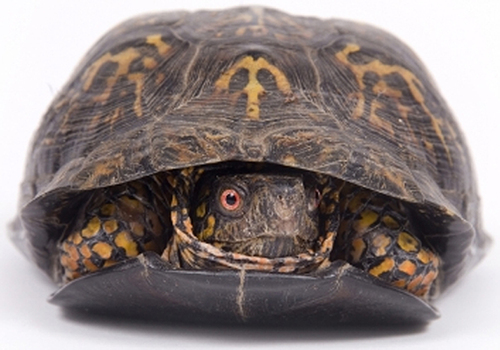 tomluvsts3's profile picture. I'm pretty sure I'm 8.  I love worms