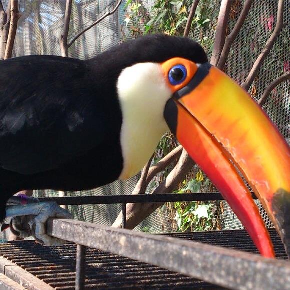 鳥飼やすゆきさんのプロフィール画像