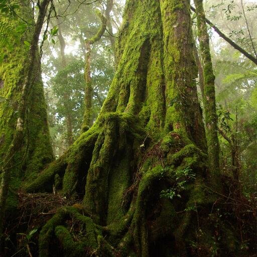 jarrahtree's profile picture. forest activist, naturalist, bushwalker...