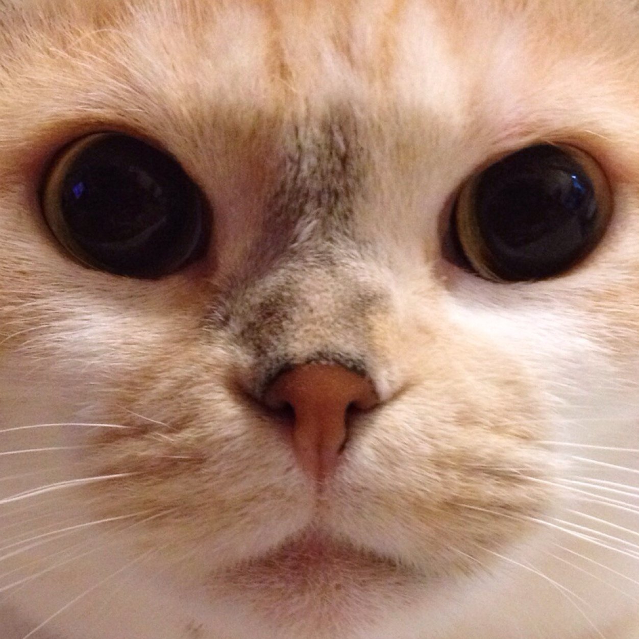 c_bon2's profile picture. ゲーム作ってます☆ ハイパーネコスキー☆ ビールダイスキー☆ Blankey Jet Cityスキー☆ TMGEスキー☆ 吉井和哉スキー☆ Helloweenスキー☆ネットビジネス絡みはお断り☆