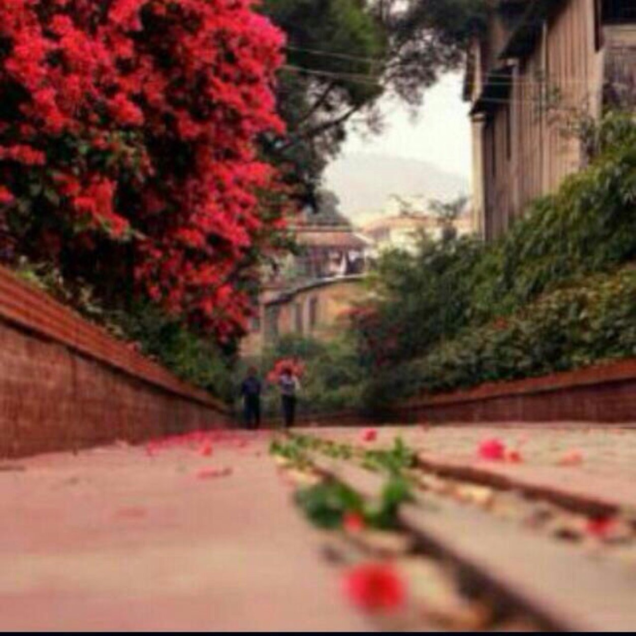 ‏فيني طبايع خـــالفت جملة الناس  ‏ارقى سما واللي يبـي الغيم يـرقى ...🍃🌸