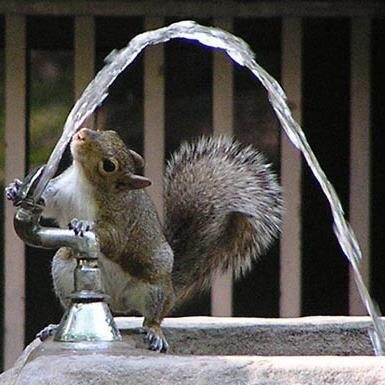 Looking out for, and promoting the interests and wellbeing of squirrels (of every colour) worldwide