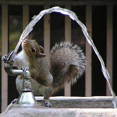 Eye Watering Moment Squirrel Is Found Stuck In A Fence By His Testicles But He Finally Manages To Yank Himself Free