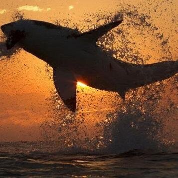 Mec discret qui adore les requin.