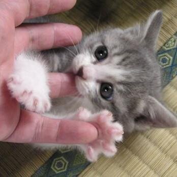 かわいい子猫botです♬　ぜひ癒されてください！　　RTもお願いします♡