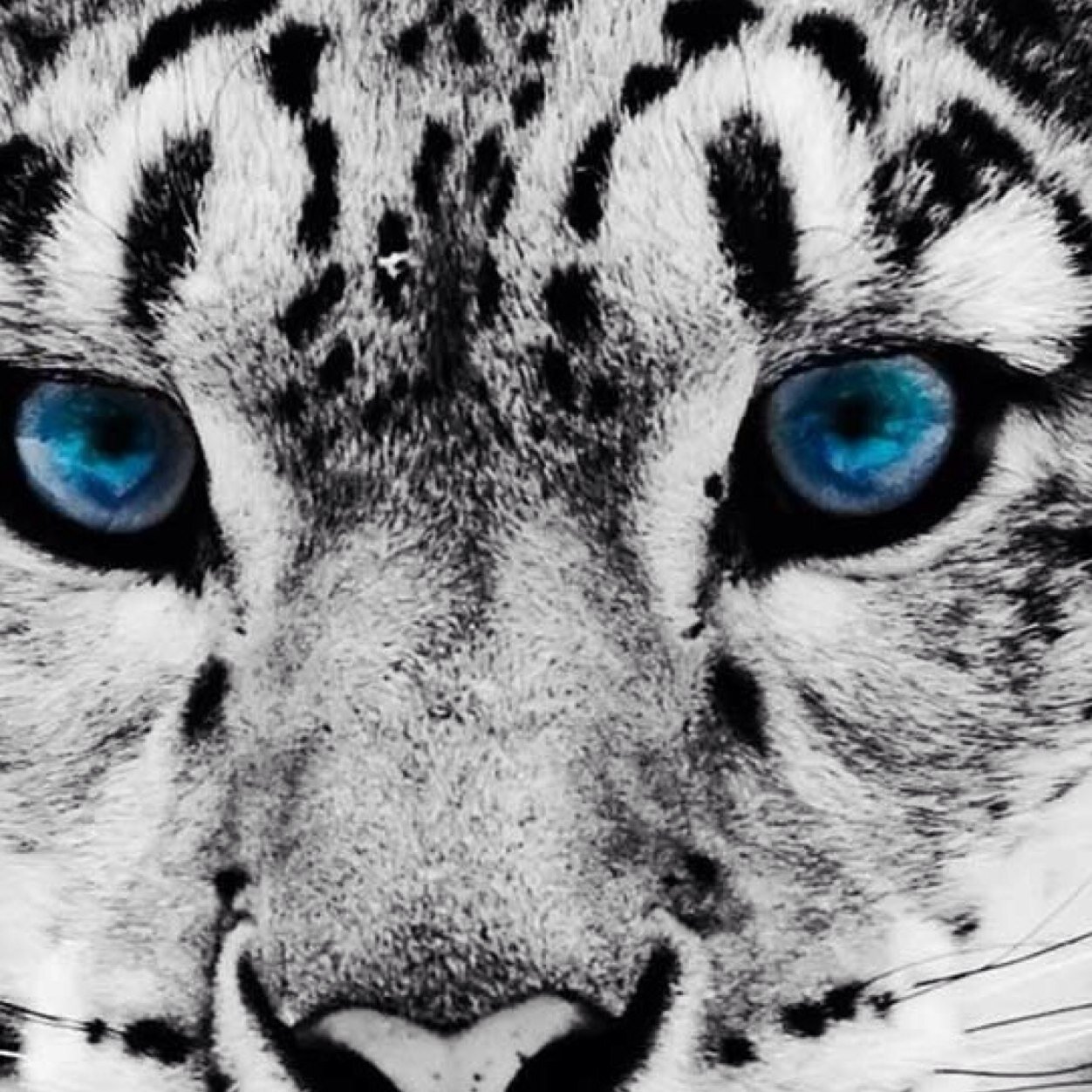 Manca1D's profile picture. I love animals, music !! Follow me please!!  I follow you back ;)