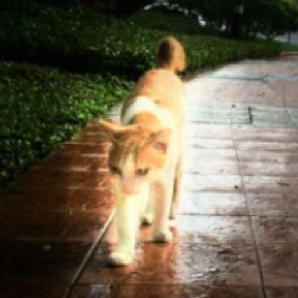 NgeeAnnCat's profile picture. Meow. tweet me if you see me. #ngeeanncat