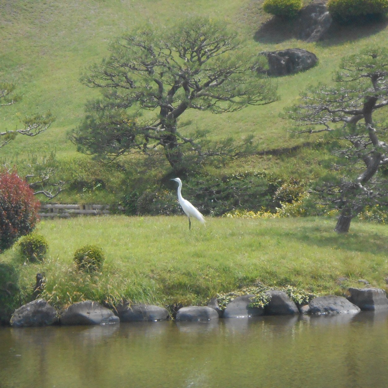 Sencyan1122's profile picture. 