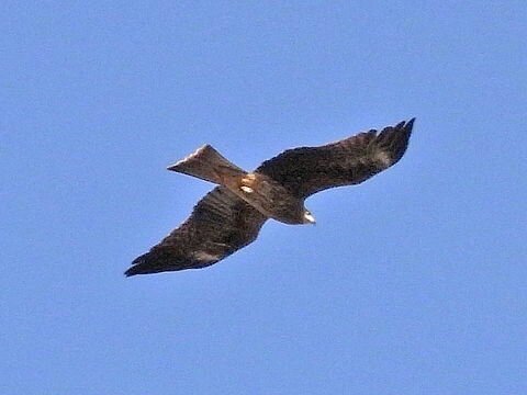 酒井 元生 0ece6cbbd Twitter