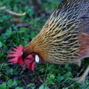 Scarlett Knapp - @scarlettknappry - Twitter