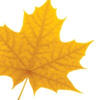 LaurierCriminology (@wlucriminology) 's Twitter Profile