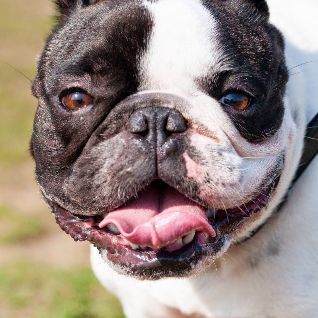 alfthefrenchie's profile picture. I am Alfie the French Bulldog and love nothing more than hanging out with my fellow frenchies on Twitter