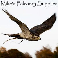 Mike Syring (@mikes_falconry) 's Twitter Profile