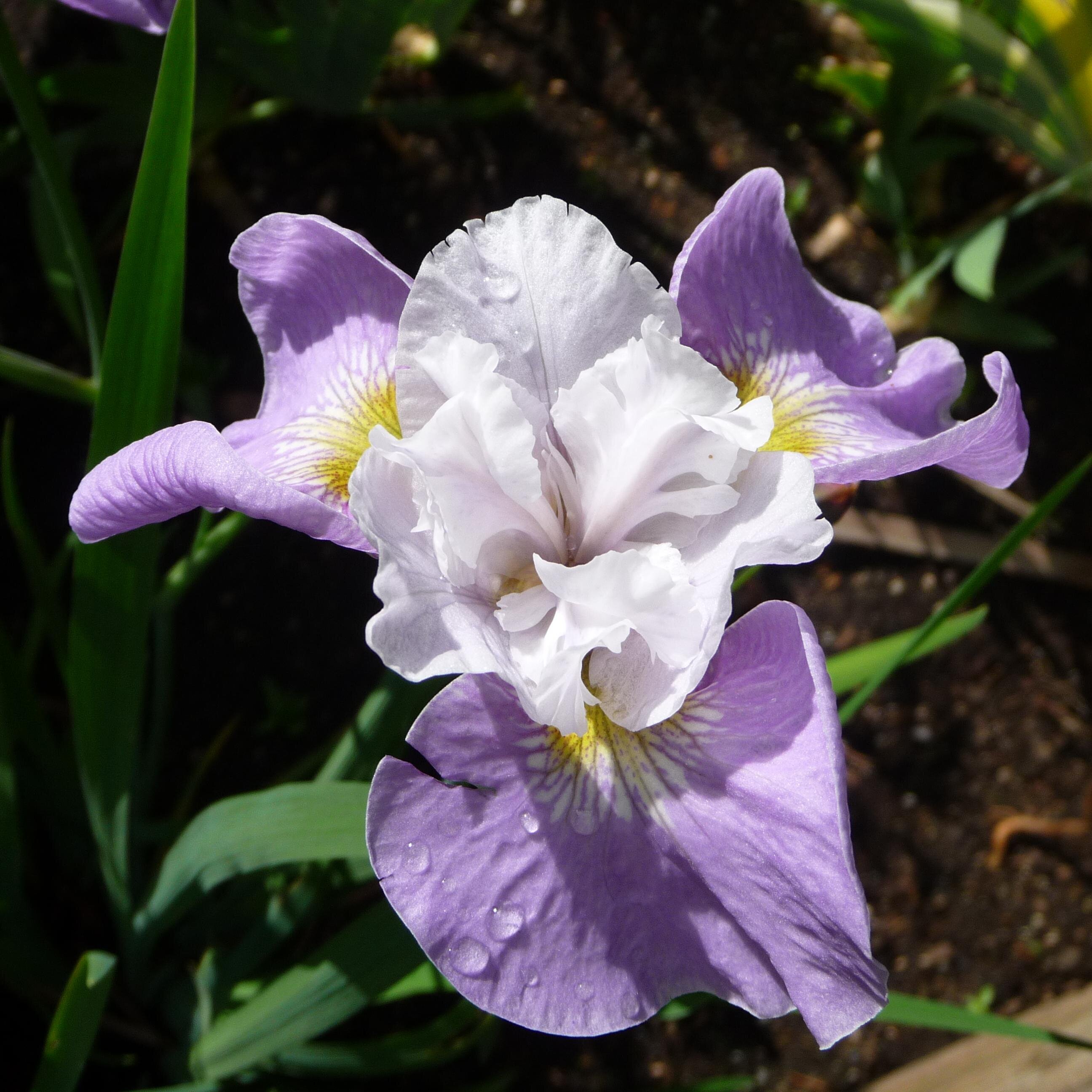 Rabid gardener and lover of all plant material! I post #garden events, plants, trees, shrubs, flowers, and #Cowichan Valley gardens http://t.co/r7rJfMglMn